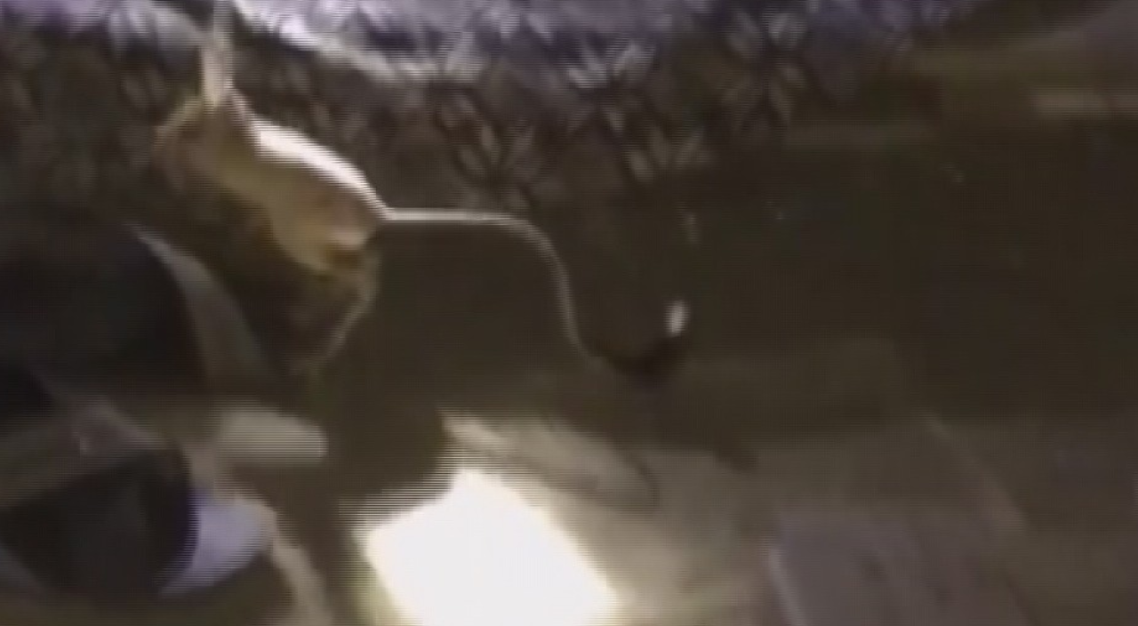 Kırmızı listede bulunan kanguru faresi Adıyaman'da görüldü